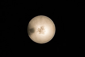 light fixture looks like moon against black background